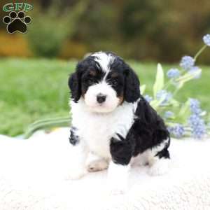 Milo, Cavapoo Puppy